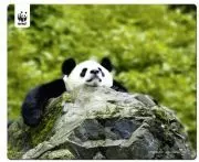 Speedlink (B-WARE) Terra WWF Mauspad Panda (Sie unterstützen WWF Deutschland mit 50Cent pro gekauftem Exemplar, verschiedene Motive)